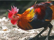 Lược sử thuần hoá gà